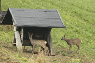 Roe deer (Capreolus capreolus) Field roe deer, fawn and buck fawn at winter feeding in the field,