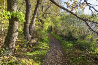 Waldweg zum Weinberg, Diesbar-Seußlitz, Saxony, Germany, Europe