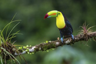 Fishing Toucan (Ramphastos sulfurantus), Toucans (Ramphastidae), Laguna del Lagarto Lodge,