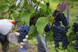 Grape grape harvest: Hand-picking Pinot Noir grapes in the Palatinate