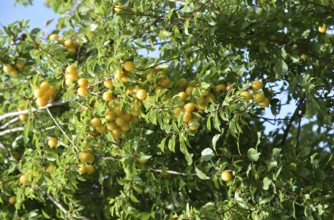 Europe, Germany, Lower Saxony, Yellow plum, Renekloden, Fruit tree, Federal Republic of Germany,