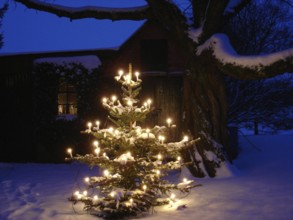 Christmas time, Christmas tree with lights in the snowy garden, illumination, Hamburg, Hamburg,