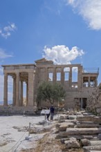 Olive tree in the Temenos of the Pandroseion, Acropolis, Athens, Greece, Europe