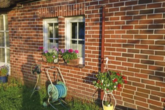 Europe, Germany, Lower Saxony, Stade district, flower window with geraniums, brickwork, Europe