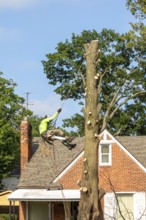 Detroit, Michigan, A worker for a tree removal service rappels from a dead tree after cutting down