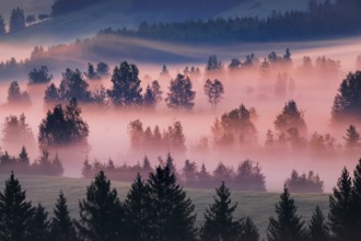 Fog and trees at the Rothenthurm high moor, Canton Schwyz, Switzerland, Europe