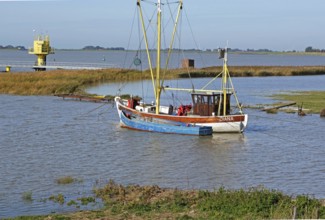 Fishing cutter Diana, Ems, Terborg, East Frisia, Germany, Europe