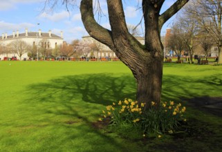 Daffodils spring flowers at Trinity College university grounds, Dublin, Ireland, Republic of