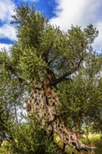 Olive tree plantation, Montenegro, Montenegro, Europe