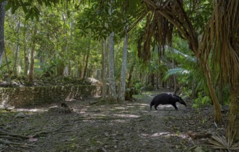 Path in the jungle to the Mayan culture with Tapir Chacchoben Mexico Tie