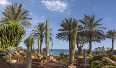 Cactus garden, Fuerteventura, Canary Island, Canary Islands, Spain, Europe