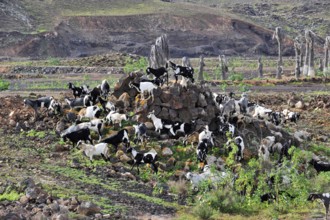 Wild goats on small rocky hill in steppe-like grassland, Antigua, Fuerteventura, Canary Islands,