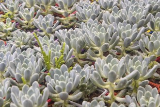 Various types of succulent in flower pots in the greenhouse. Closeup, selective focus