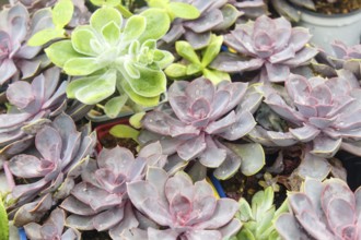 Various types of succulent in flower pots in the greenhouse. Closeup, selective focus