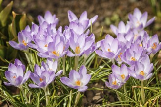 Purple crocuses germinate in the spring in the garden. Symbol of spring