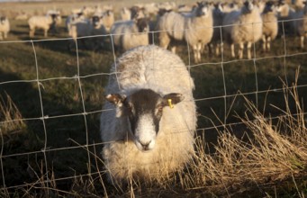 Flock of sheep grazing on drained marshland fields at Gedgrave, Suffolk, England, this one with