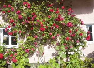 Red roses growing on pink thatched cottage Shottisham, Suffolk, England, United Kingdom, Europe