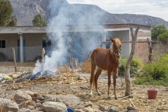 Tanivet, Oaxaca, Mexico, A horse is tied to a dead tree next to a smoky fire in a small village.