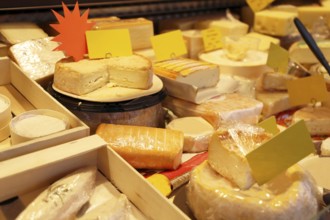 Cheese counter with a variety of different cheeses