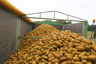 Agriculture harvesting of table potatoes in Mutterstadt, Palatinate