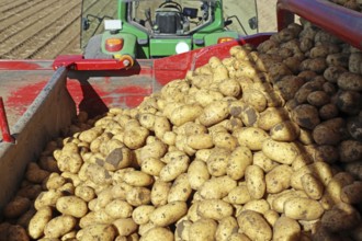 Agriculture potato harvesting with harvester (Mutterstadt, Rhineland-Palatinate)