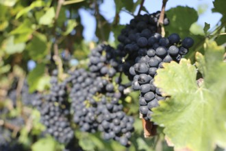 Close-up of blue grapes on vines in the Palatinate