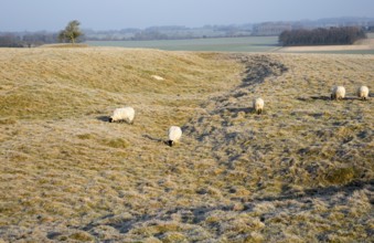 Earthwork embankments at Windmill Hill, a Neolithic causewayed enclosure, near Avebury, Wiltshire,