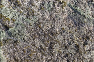 Texture of a boulder with moss and lichen