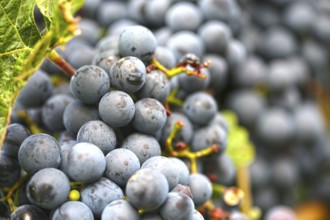 Close-up of ripe blue-green grapes near Meckenheim, Palatinate