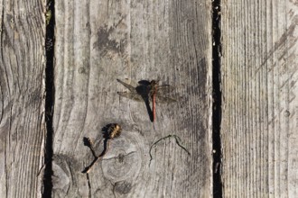 Red dragonfly on an old brown board