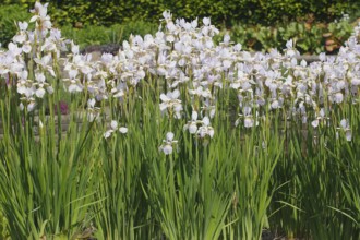 Siberian iris (Iris sibirica), flowers, North Rhine-Westphalia, Germany, Europe