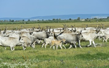 Herd of Hungarian steppe cattle wandering through the steppe landscape in Ferto-Hanság National