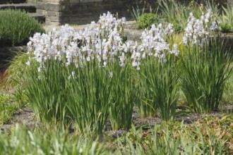 Siberian iris (Iris sibirica), flowers, North Rhine-Westphalia, Germany, Europe