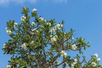 Flowering frangipani (Apocynaceae), blossom, blooming, white, blooming, tropics, tropical plant,