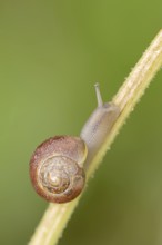 White-lipped snail (Cepaea hortensis), North Rhine-Westphalia, Germany, Europe