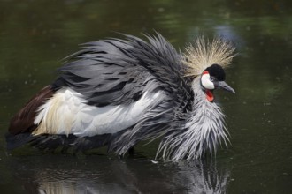 Gray crowned-crane (Balearica regulorum) bathing in water, captive, occurrence in Africa