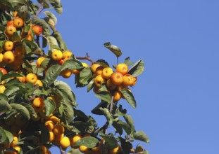 Ornamental apple (Malus), in the blue sky, North Rhine-Westphalia, Germany, Europe