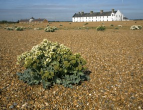 Sea kale flowering near Coastguard Cottages, Shingle Street, Suffolk, England, United Kingdom,