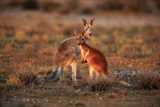 Red kangaroo (Macropus rufus), female with half-grown young, Sturt National Park, New South Wales,