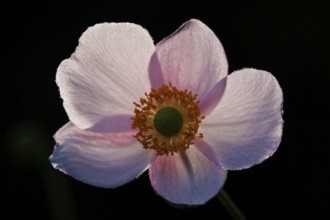 Beautiful flower of an anemone, summer, Germany, Europe