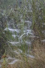 Broom (Genista) with spider webs and morning dew, North Rhine-Westphalia, Germany, Europe