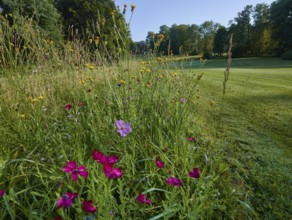 Golf course, flower meadow