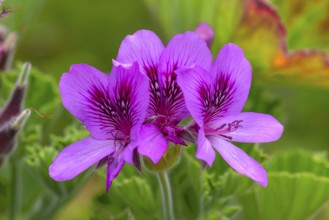 Flowering Pelargonium (Pelargonium cucullatum), Botanical Garden, Erlangen, Middle Franconia,