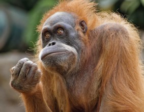 Animal portrait, Bornean orangutan (pongo pygmaeus), adult, captive, distribution Borneo