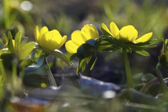 Winter aconites (Eranthis hyemalis), Germany, Europe