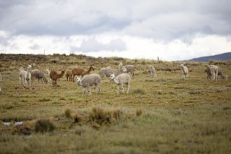 Alpacas (Vicugna pacos) in the Reserva Nacional de Salinas y Aguada Blanca, Province of Arequipa,