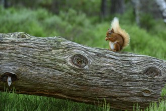 Squirrel (Sciurus), forest, Aviemore, Scotland, Great Britain