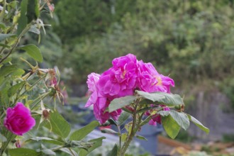 Roses in bloom in a front garden in Skagway, Alaska, USA, North America