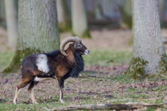 Mouflon (Ovis orientalis) male, captive, Lower Saxony, Germany, Europe