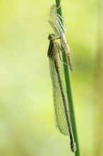 Azure damselfly (Coenagrion puella), newly hatched female, adult dragonfly clinging to a green